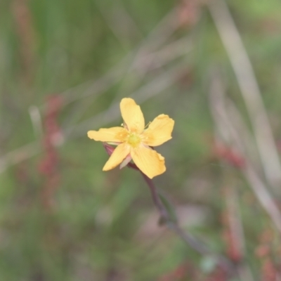 Hypericum gramineum (Small St Johns Wort) at Tinderry, NSW - 4 Dec 2021 by danswell