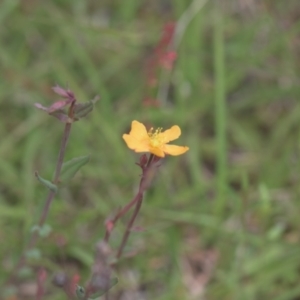 Hypericum gramineum at Tinderry, NSW - 4 Dec 2021