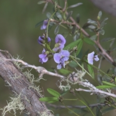 Glycine clandestina (Twining Glycine) at Mt Holland - 4 Dec 2021 by danswell