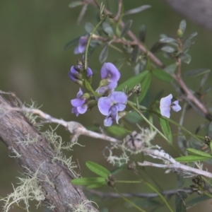 Glycine clandestina at Mt Holland - 4 Dec 2021