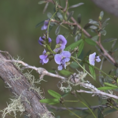 Glycine clandestina (Twining Glycine) at Mt Holland - 4 Dec 2021 by danswell