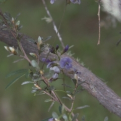 Glycine clandestina at Mt Holland - 4 Dec 2021 11:15 AM