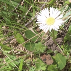 Brachyscome decipiens at Tinderry, NSW - 4 Dec 2021