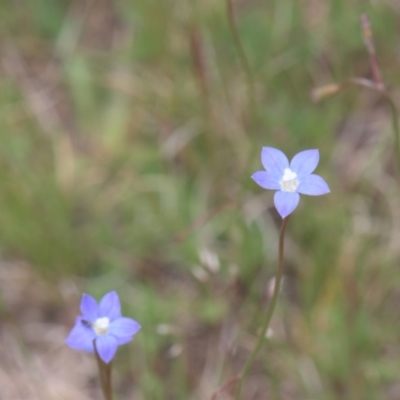 Wahlenbergia sp. (Bluebell) at Mt Holland - 4 Dec 2021 by danswell
