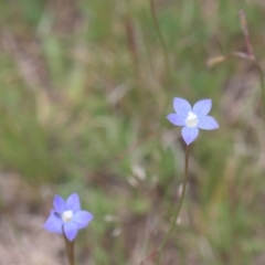 Wahlenbergia sp. (Bluebell) at Tinderry, NSW - 4 Dec 2021 by danswell