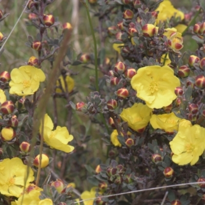 Hibbertia obtusifolia (Grey Guinea-flower) at Mt Holland - 4 Dec 2021 by danswell