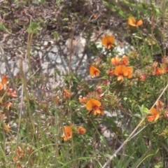 Pultenaea procumbens (Bush Pea) at Mt Holland - 4 Dec 2021 by danswell