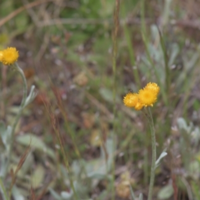 Chrysocephalum apiculatum (Common Everlasting) at Tinderry, NSW - 4 Dec 2021 by danswell