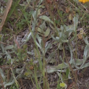 Chrysocephalum apiculatum at Tinderry, NSW - 4 Dec 2021