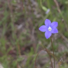 Wahlenbergia sp. (Bluebell) at Mt Holland - 4 Dec 2021 by danswell