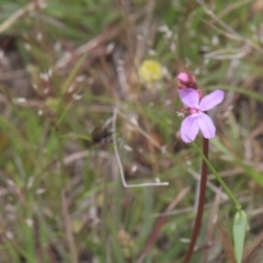 Stylidium graminifolium (Grass Triggerplant) at Mt Holland - 4 Dec 2021 by danswell