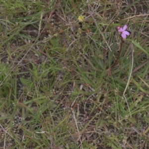 Stylidium graminifolium at Tinderry, NSW - 4 Dec 2021 12:58 PM