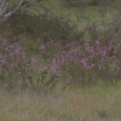 Kunzea parvifolia (Violet kunzea) at Tinderry, NSW - 4 Dec 2021 by danswell