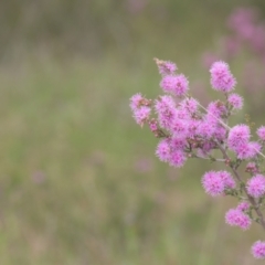 Kunzea parvifolia at Tinderry, NSW - 4 Dec 2021 01:00 PM