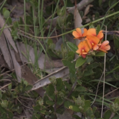 Podolobium alpestre (Shaggy Alpine Pea) at Tinderry, NSW - 4 Dec 2021 by danswell