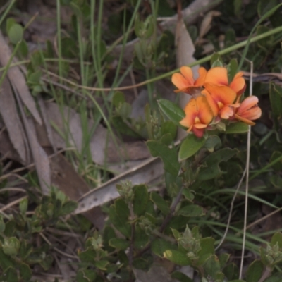 Podolobium alpestre (Shaggy Alpine Pea) at Tinderry, NSW - 4 Dec 2021 by danswell