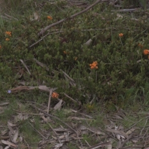 Podolobium alpestre at Tinderry, NSW - 4 Dec 2021