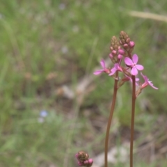 Stylidium (genus) (Trigger Plant) at Tinderry, NSW - 4 Dec 2021 by danswell