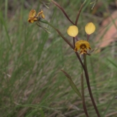 Diuris semilunulata (Late Leopard Orchid) at Tinderry, NSW - 4 Dec 2021 by danswell