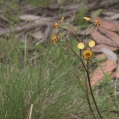 Diuris semilunulata at Tinderry, NSW - suppressed