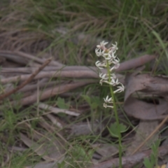 Stackhousia monogyna (Creamy Candles) at Tinderry, NSW - 4 Dec 2021 by danswell