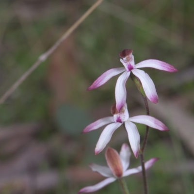 Caladenia moschata (Musky Caps) at Tinderry, NSW - 4 Dec 2021 by danswell
