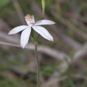 Caladenia moschata at Tinderry, NSW - suppressed