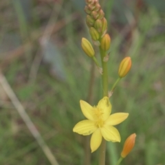 Bulbine sp. at Mt Holland - 4 Dec 2021 by danswell