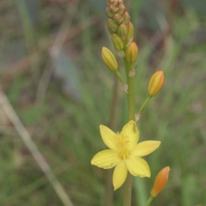 Bulbine sp. at Tinderry, NSW - 4 Dec 2021