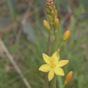 Bulbine sp. at Tinderry, NSW - 4 Dec 2021 01:55 PM