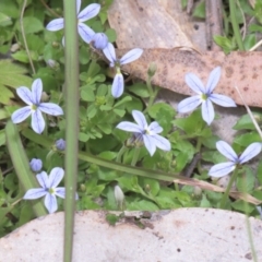 Lobelia pedunculata (Matted Pratia) at Tinderry, NSW - 4 Dec 2021 by danswell