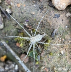 Tamopsis sp. (genus) (Two-tailed spider) at Aranda Bushland - 2 Dec 2021 by AJB