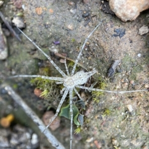 Tamopsis sp. (genus) at Aranda, ACT - 2 Dec 2021