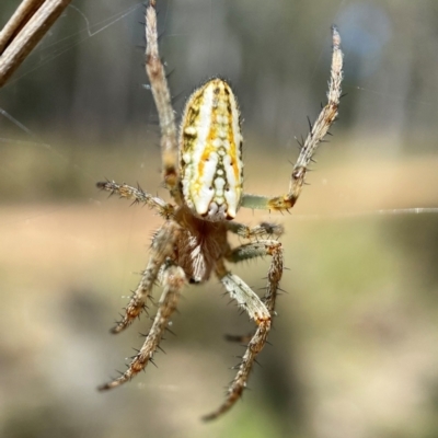Plebs bradleyi (Enamelled spider) at Aranda Bushland - 2 Dec 2021 by AJB