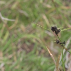 Schoenus apogon (Common Bog Sedge) at Tinderry, NSW - 4 Dec 2021 by danswell