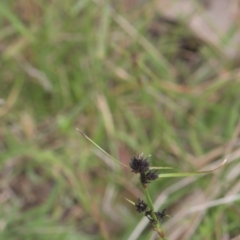 Schoenus apogon at Tinderry, NSW - 4 Dec 2021 02:54 PM