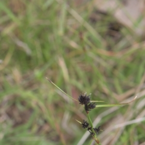 Schoenus apogon at Tinderry, NSW - 4 Dec 2021 02:54 PM