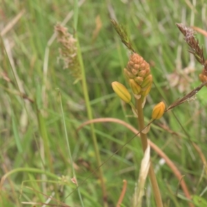 Bulbine sp. at Tinderry, NSW - 4 Dec 2021