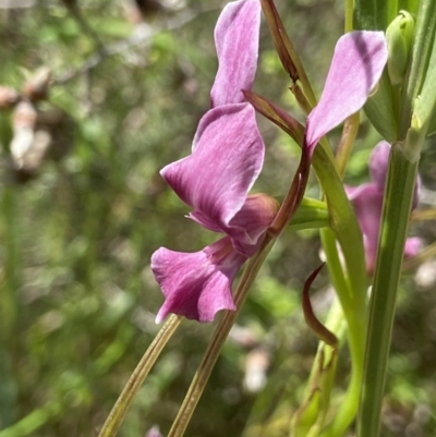 Diuris dendrobioides (Late Mauve Doubletail) at Conder, ACT - 3 Dec 2021 by AJB