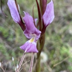 Diuris dendrobioides at suppressed - 3 Dec 2021