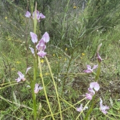 Diuris dendrobioides at suppressed - 3 Dec 2021