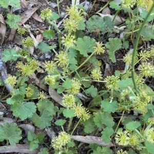 Hydrocotyle laxiflora at Murrumbateman, NSW - 3 Dec 2021 05:14 PM