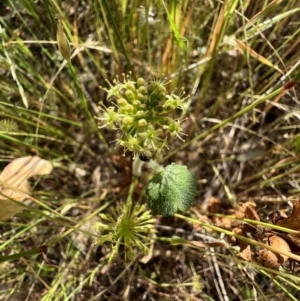 Hydrocotyle laxiflora at Murrumbateman, NSW - 3 Dec 2021