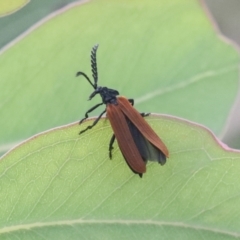 Porrostoma rhipidium (Long-nosed Lycid (Net-winged) beetle) at The Pinnacle - 19 Nov 2021 by AlisonMilton