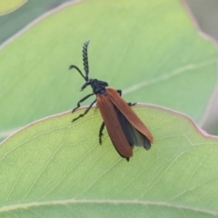 Porrostoma rhipidium (Long-nosed Lycid (Net-winged) beetle) at Molonglo Valley, ACT - 19 Nov 2021 by AlisonMilton