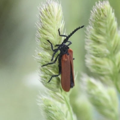 Porrostoma rhipidium (Long-nosed Lycid (Net-winged) beetle) at The Pinnacle - 19 Nov 2021 by AlisonMilton
