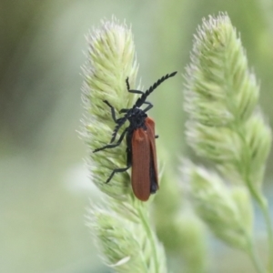 Porrostoma rhipidium at Hawker, ACT - 19 Nov 2021 04:53 PM