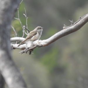 Chrysococcyx basalis at Carwoola, NSW - 1 Dec 2021