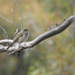 Chrysococcyx basalis at Carwoola, NSW - suppressed