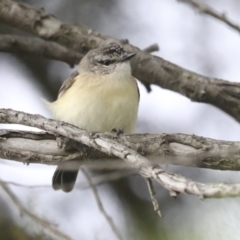 Acanthiza chrysorrhoa (Yellow-rumped Thornbill) at The Pinnacle - 19 Nov 2021 by AlisonMilton